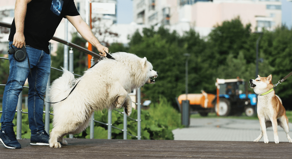 Can You Put Two Dog Crates Next to Each Other? Pros & Cons