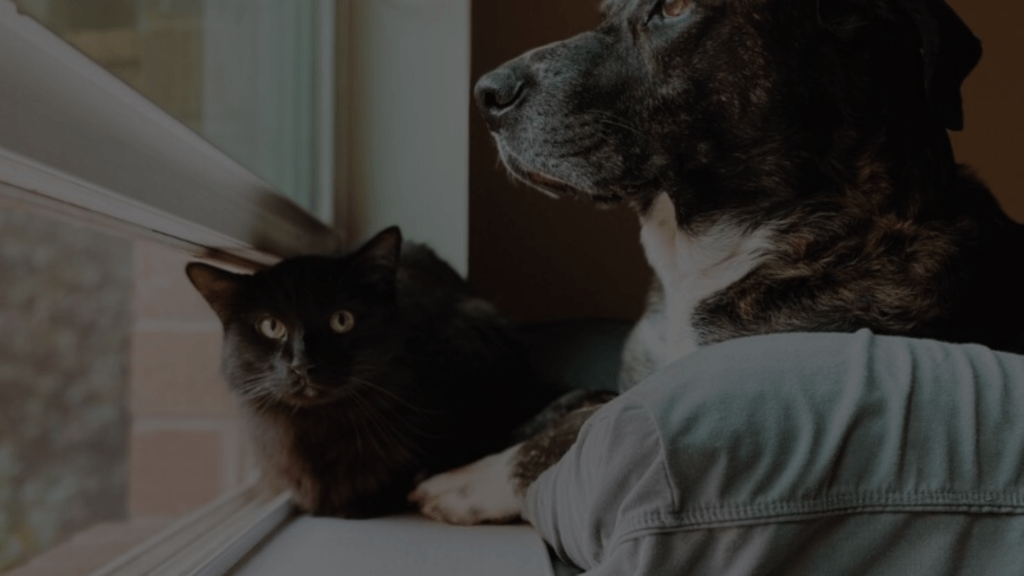 Can I Use Dog Dewormer on Cats A Comprehensive Guide