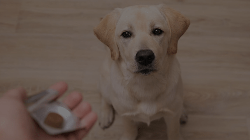 Can a Dog Overdose on Probiotics? A Comprehensive Guide