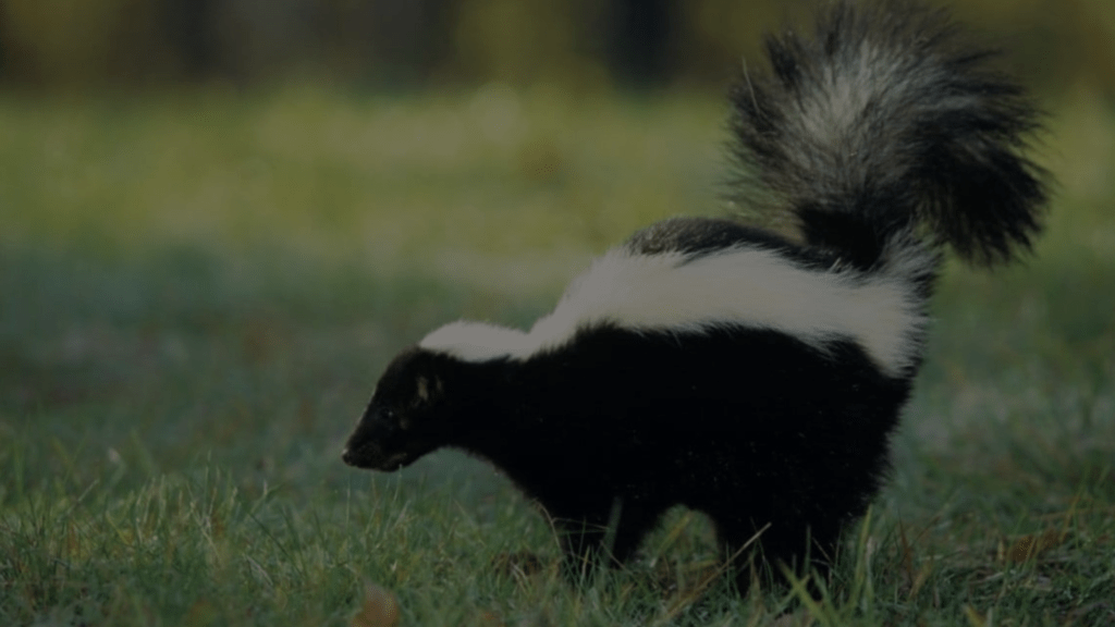 Do Skunks Eat Dog Poop The Surprising Truth Petsy Box