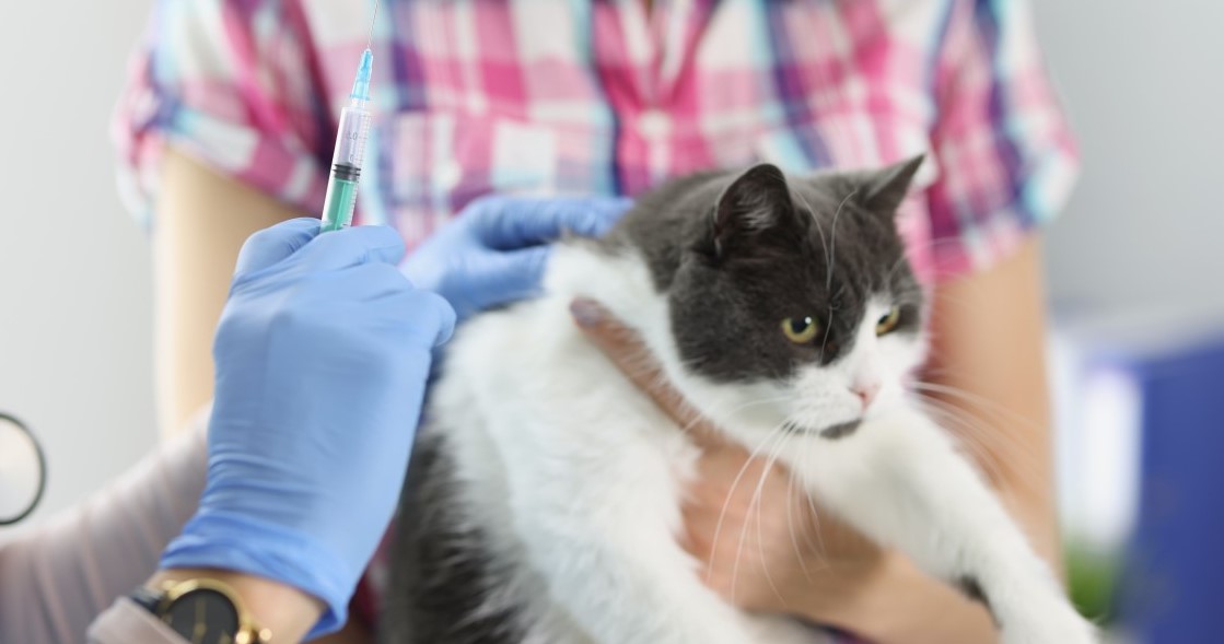 Is Cat Dewormer the Same as Dog Wormer? Explore Similarities