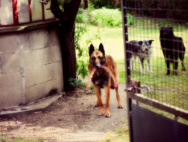 Why Is My Dog Hiding in the Bathroom Unveiling the Mystery