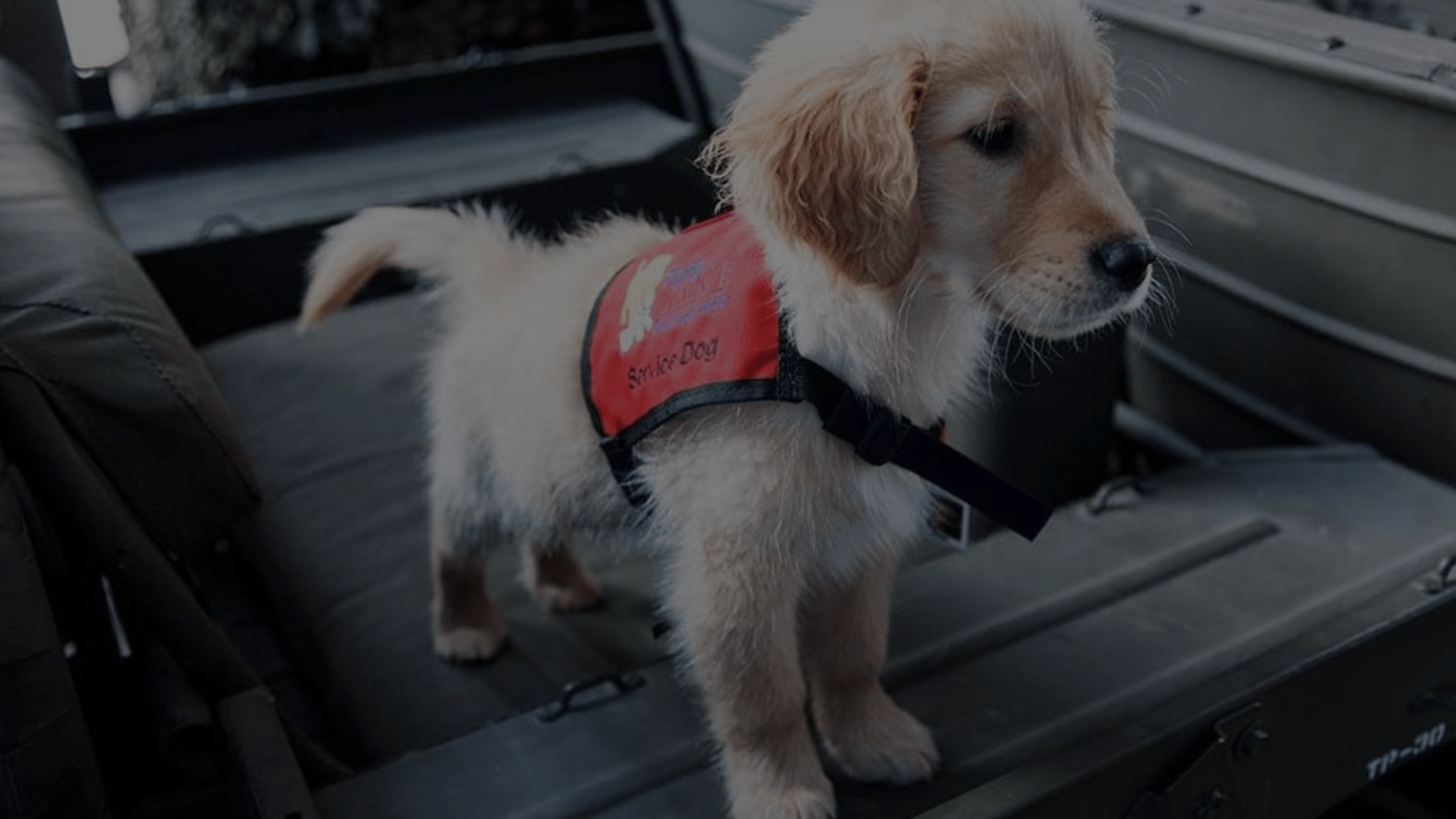 How Long Does It Take to Train a Service Dog Petsy Box