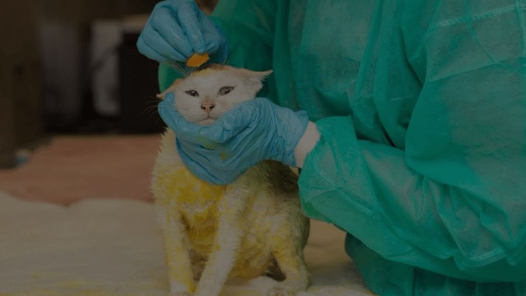 How to Bathe a Cat with Ringworm A Comprehensive Guide