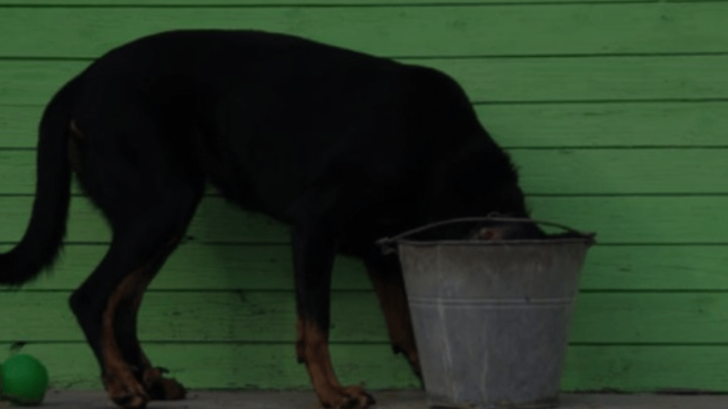 How to Keep Dog Water Bowl from Getting Slimy? Tricks