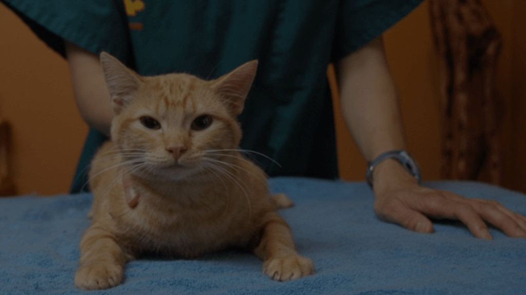 How to Swaddle a Cat A Comprehensive Guide Petsy Box