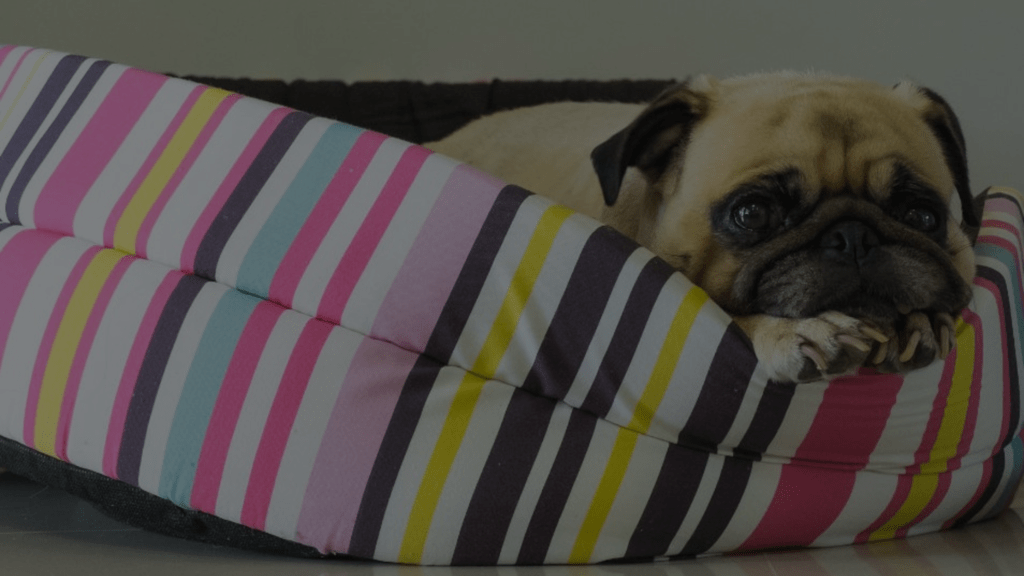 How To Wash A Dog Bed With Stuffing StepbyStep Guide