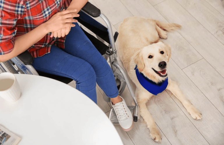 Can a Taser Kill a Dog? Shocking Truth Revealed Petsy Box