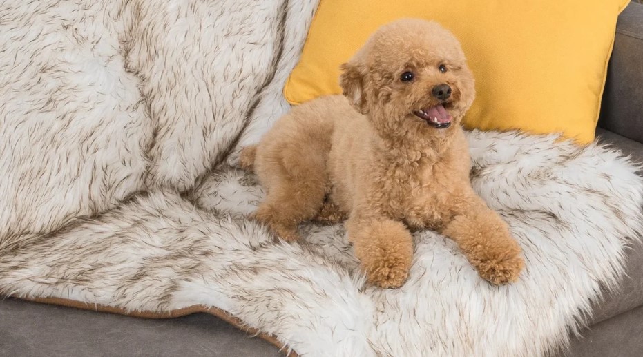 How to Make a Dog Blanket A Comprehensive Guide