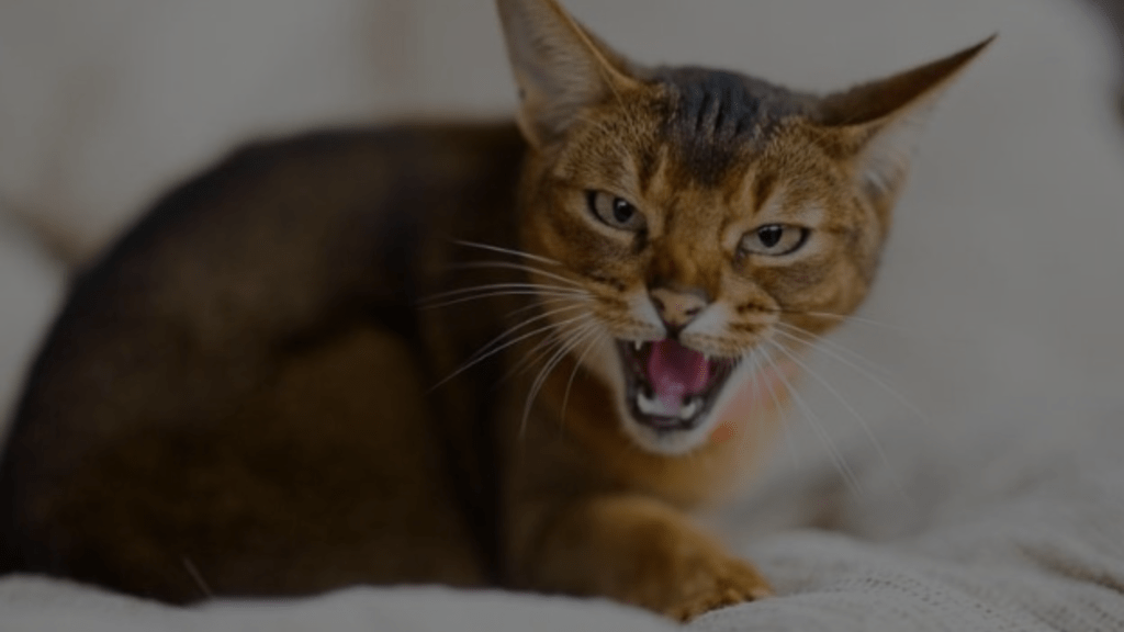Why Does My Cat Bite Me When I Sleep Feline Behavior