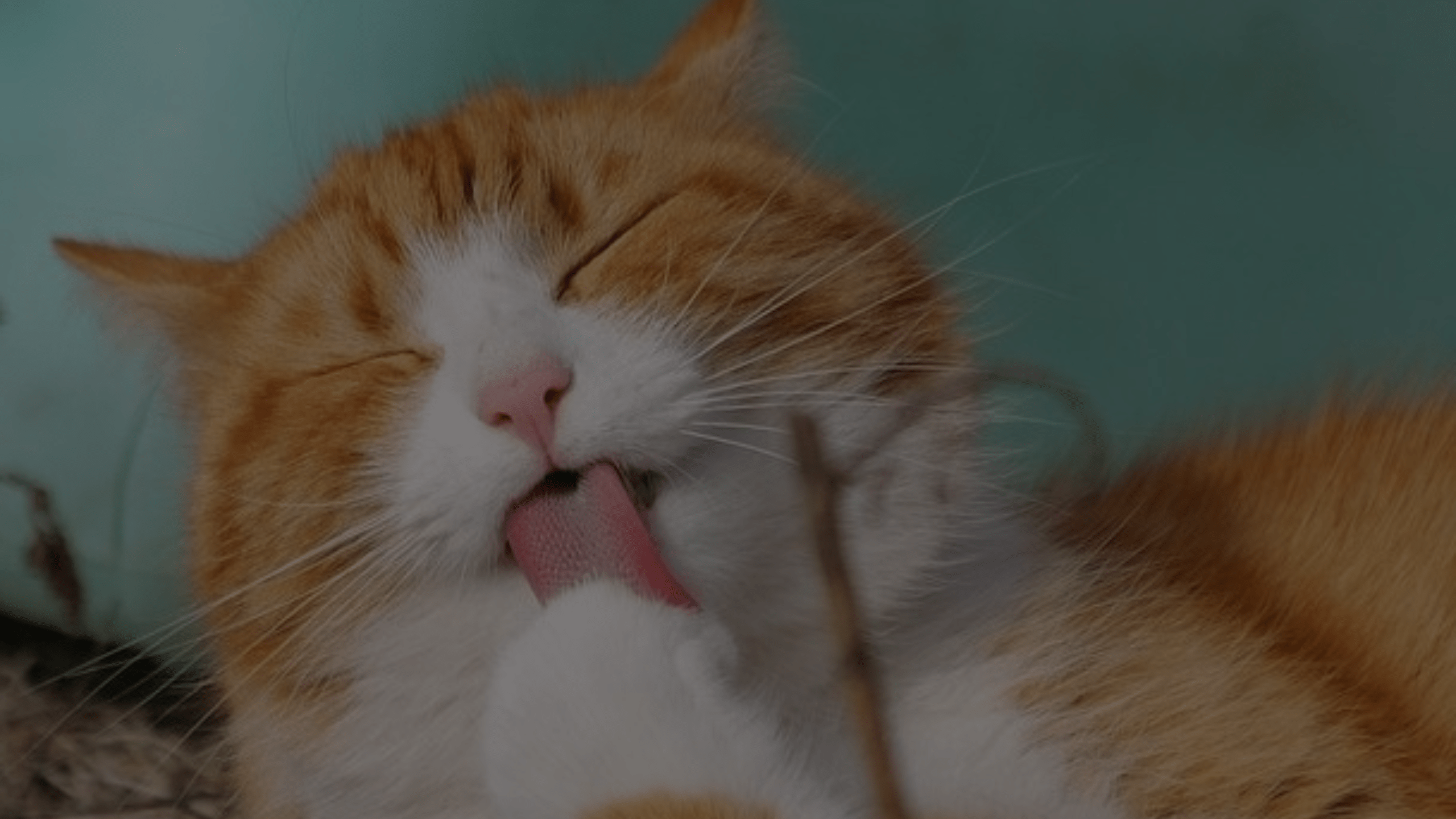 Why Does My Cat Lick Walls Unraveling the Feline Mystery