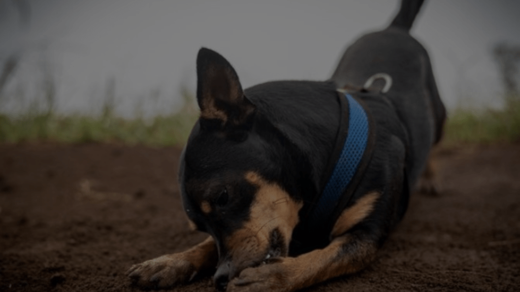 Why Does My Dog Rub His Face After Eating? 6 Reasons