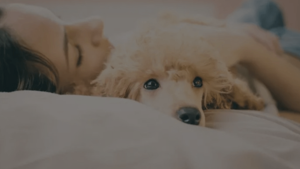 Why Does My Dog Sleep on My Neck? A Comprehensive Guide