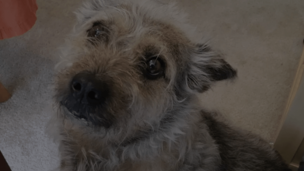 Why Does My Dog Stare at Me Without Blinking? A Simple Guide