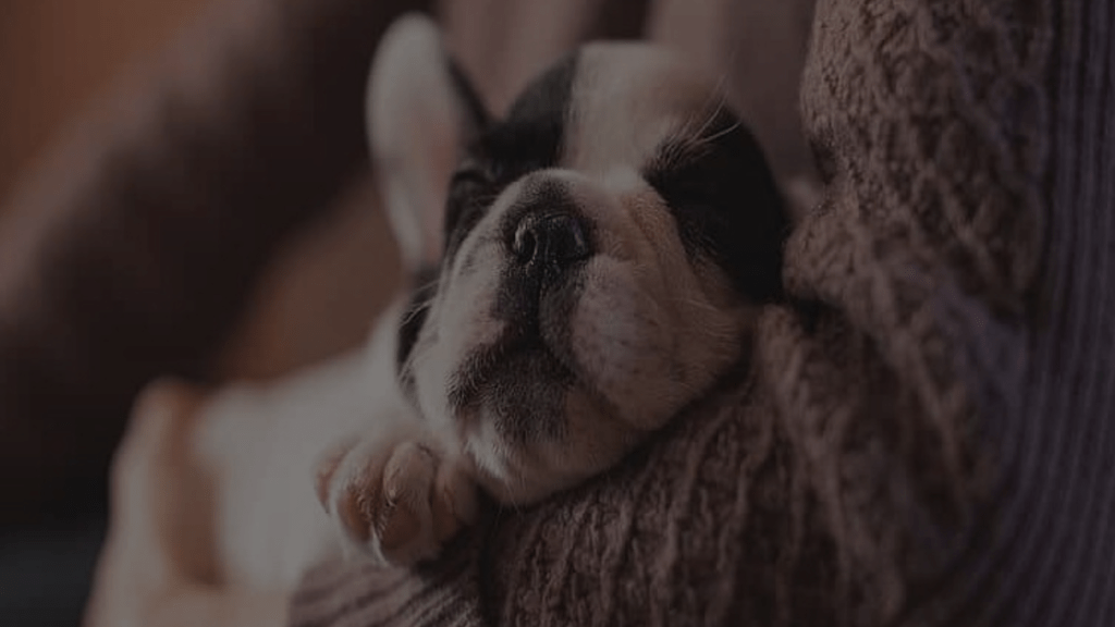 Why Does My Dog Try to Suffocate Me A Comprehensive Guide