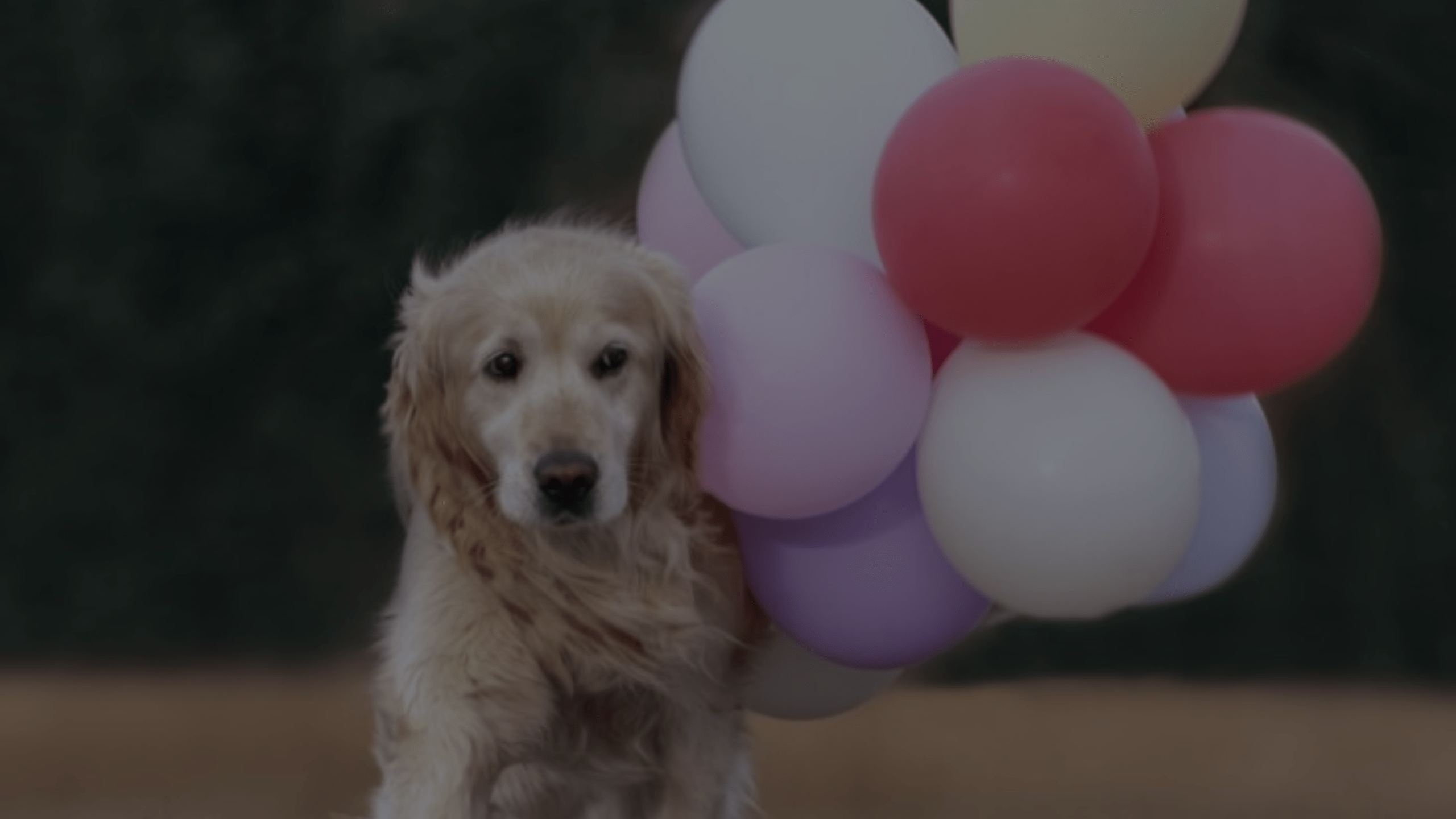 Why is My Dog Scared of Balloons? Pet Anxiety Explained
