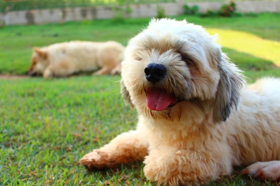 Lhasa Apso Price in India [2024] How Much Would It Cost ? Petsyfy