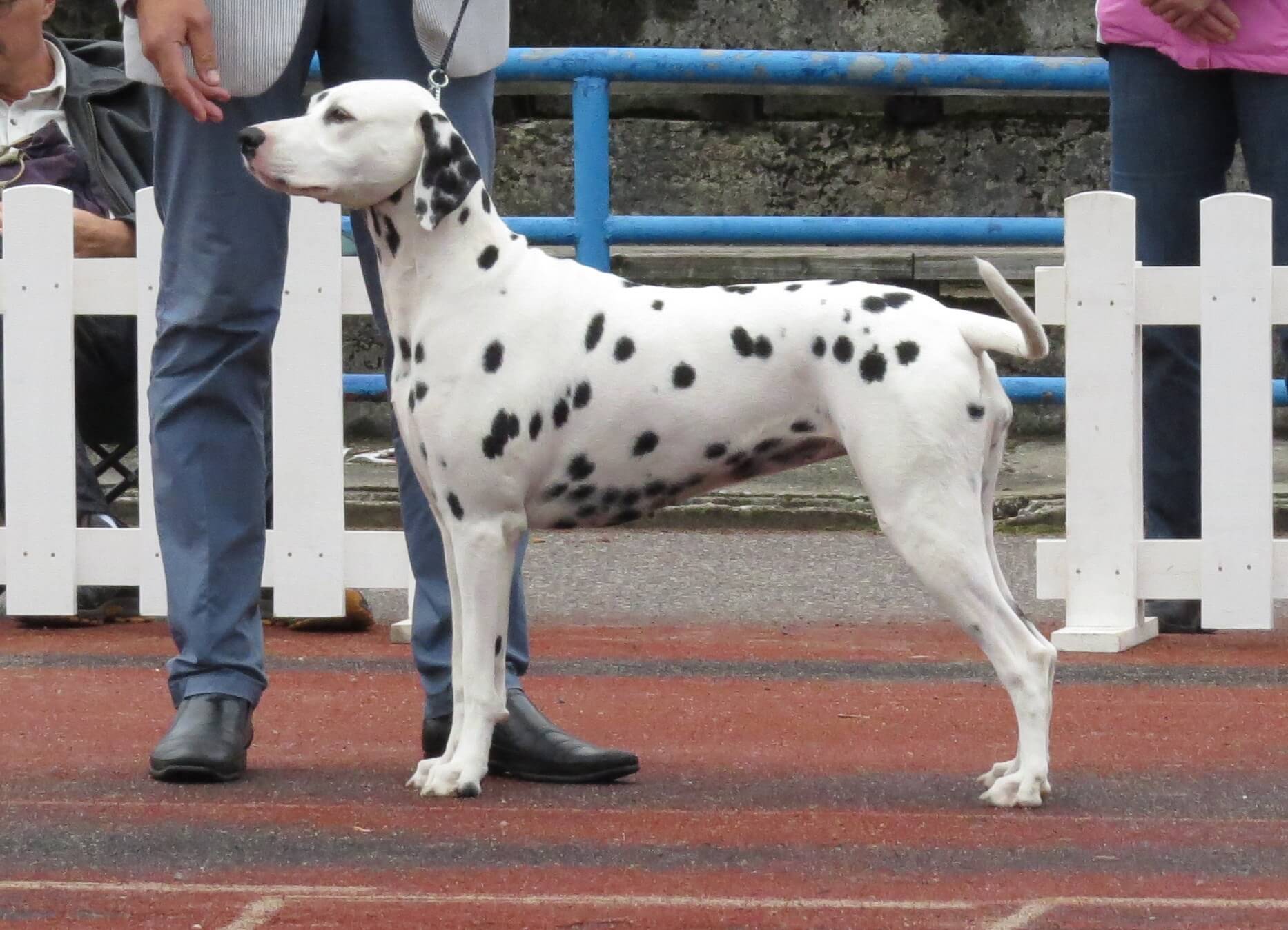 Dalmatian Price In India (2022) with Monthly Expenses? Petsyfy