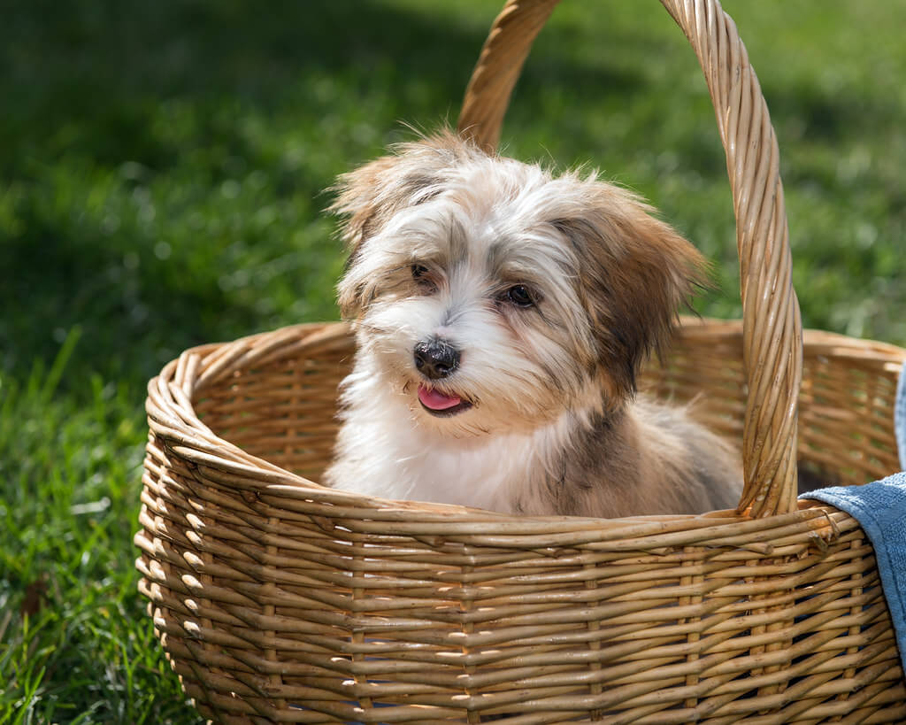 Havanese Dog Price in India (2022) Ultimate Guide Petsyfy