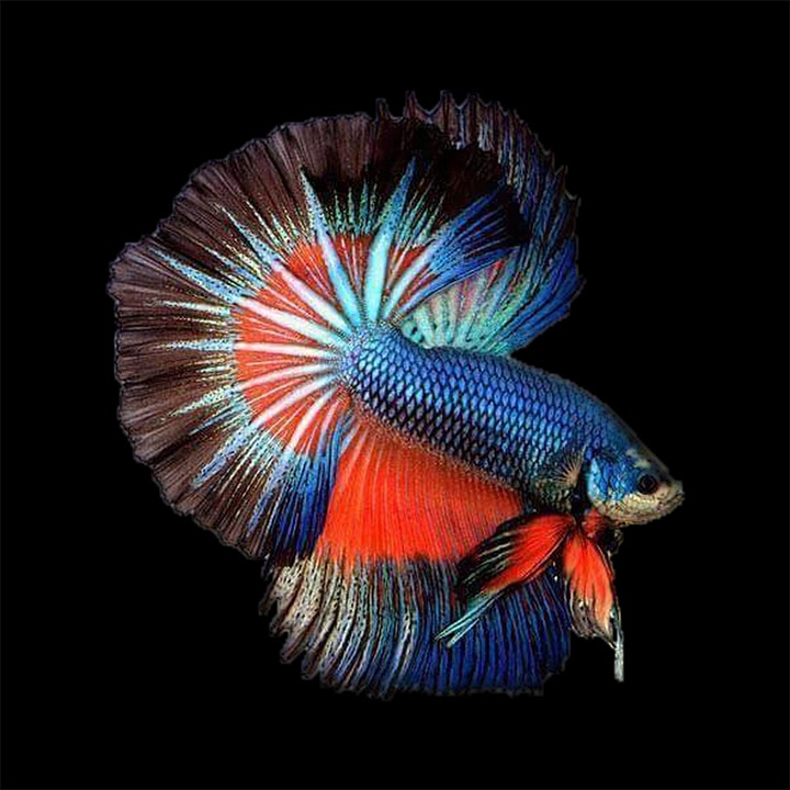 10 Essential Fish Tank Plants For Beginners Pet Syllabus