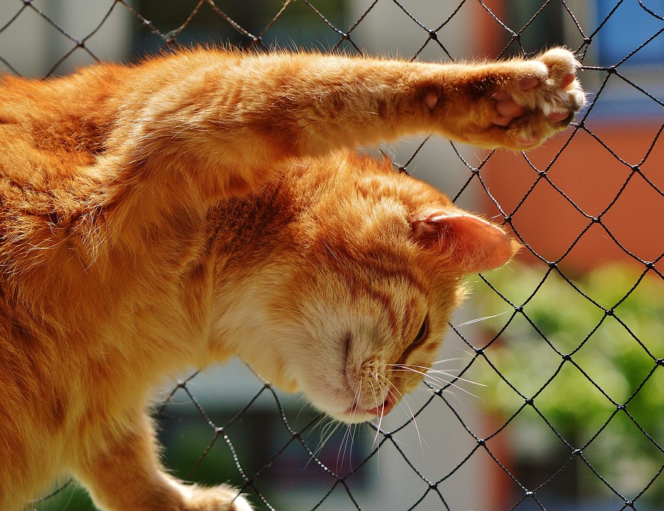 Understanding Tail Twitching Behavior In Cats What Does It Mean? Pet