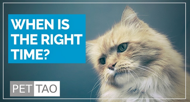 Kidney Failure In Cats: Knowing The Right Time To Euthanize