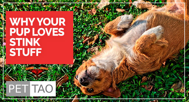 Top 5 Theories Why Your Dog Rolls in Stinky Stuff PET TAO