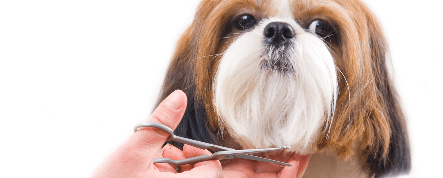 PetTastic Dog and Cat Grooming Service