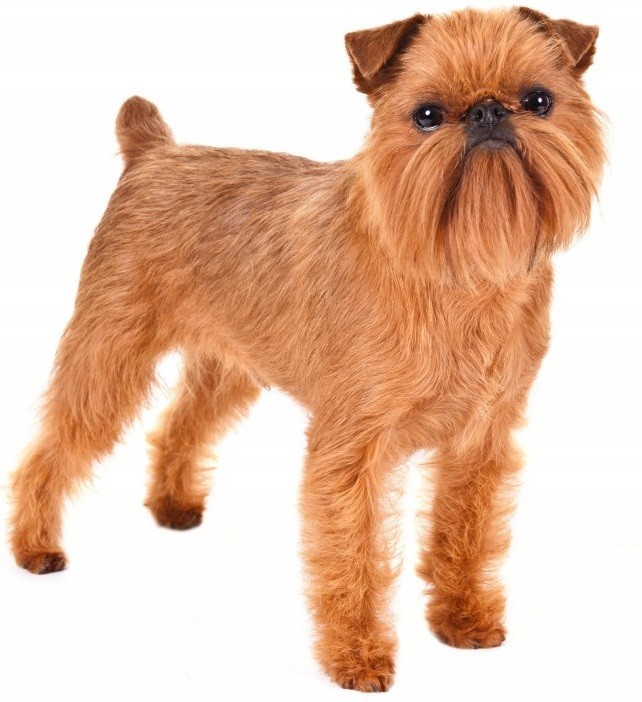 Top 30 Dogs that Don't Shed Small, Medium, and Large