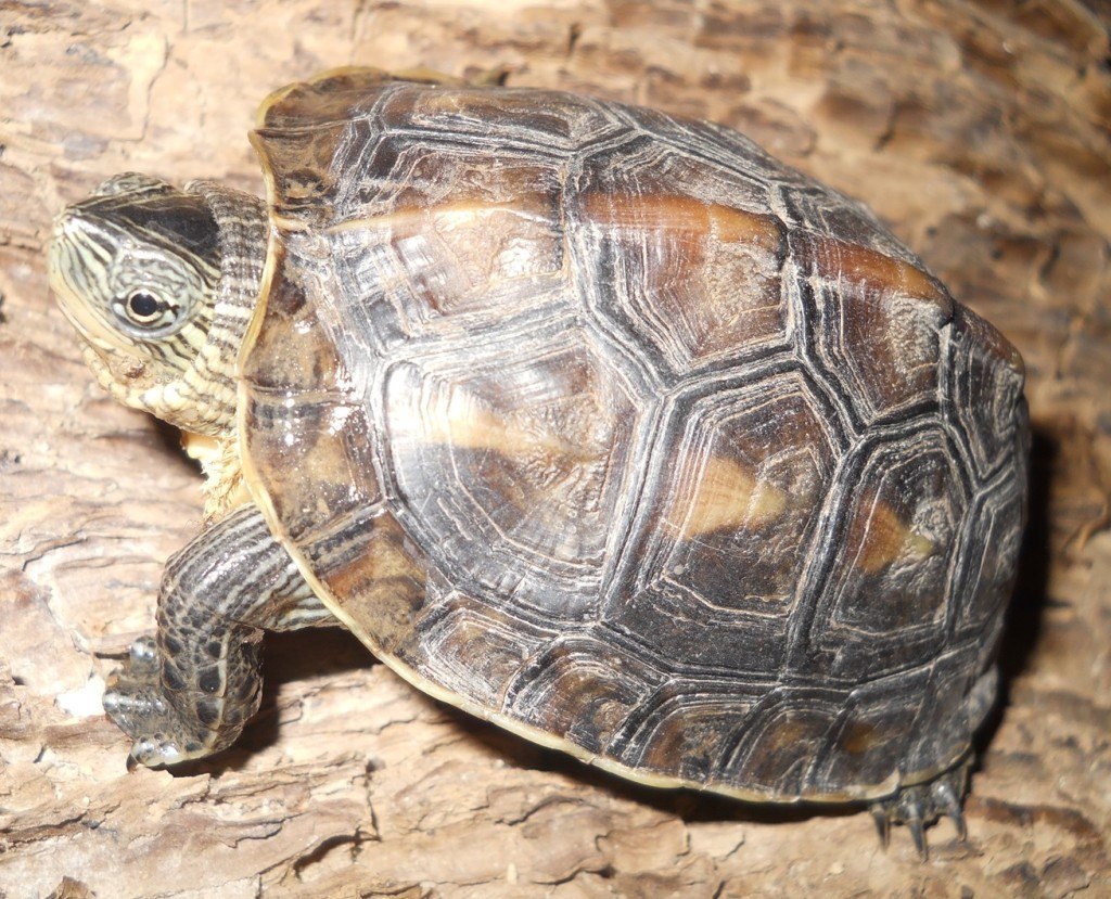 Turtles that Stay Small Finding the Perfect Pet Turtle Pet Territory