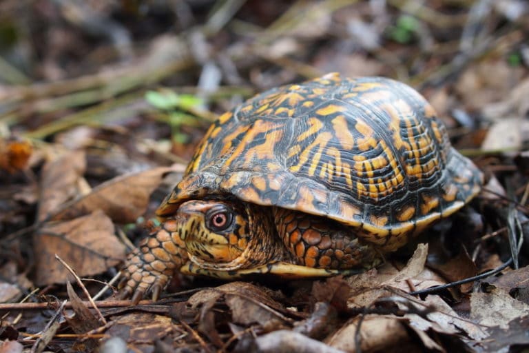 Turtles that Stay Small Finding the Perfect Pet Turtle Pet Territory