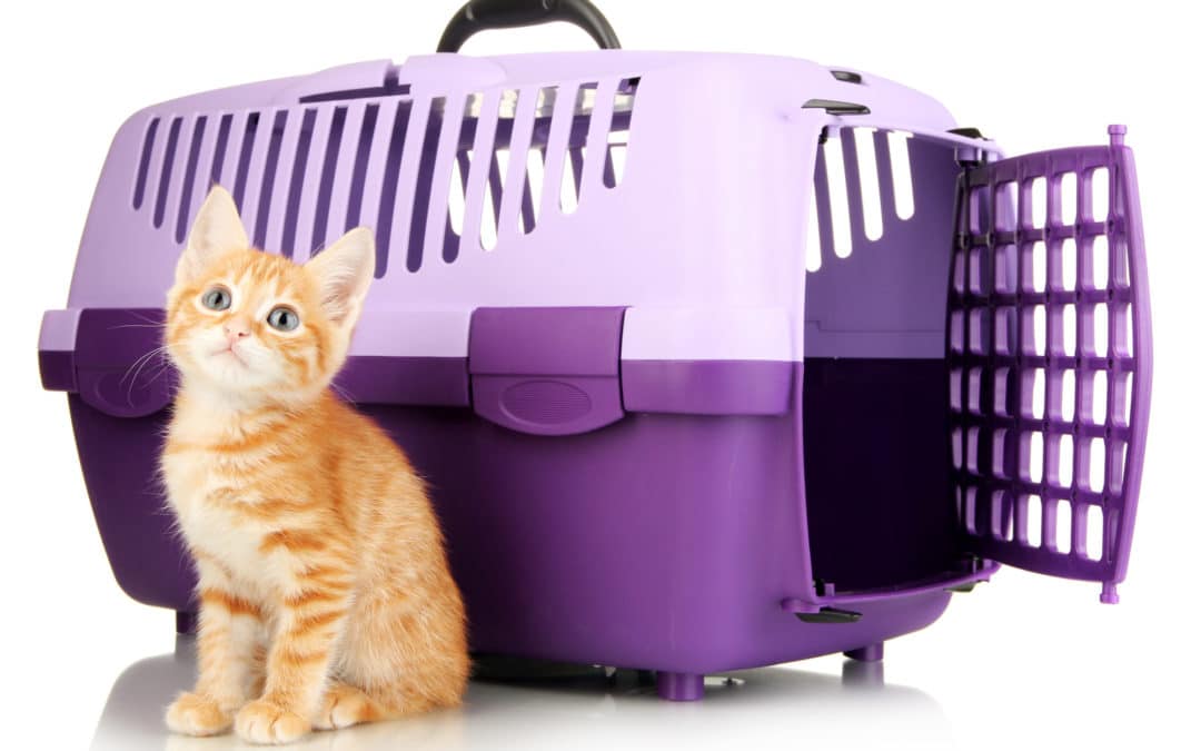 5 Best Cat Carriers in 2021 Ultimate Shopping Guide Pet Territory
