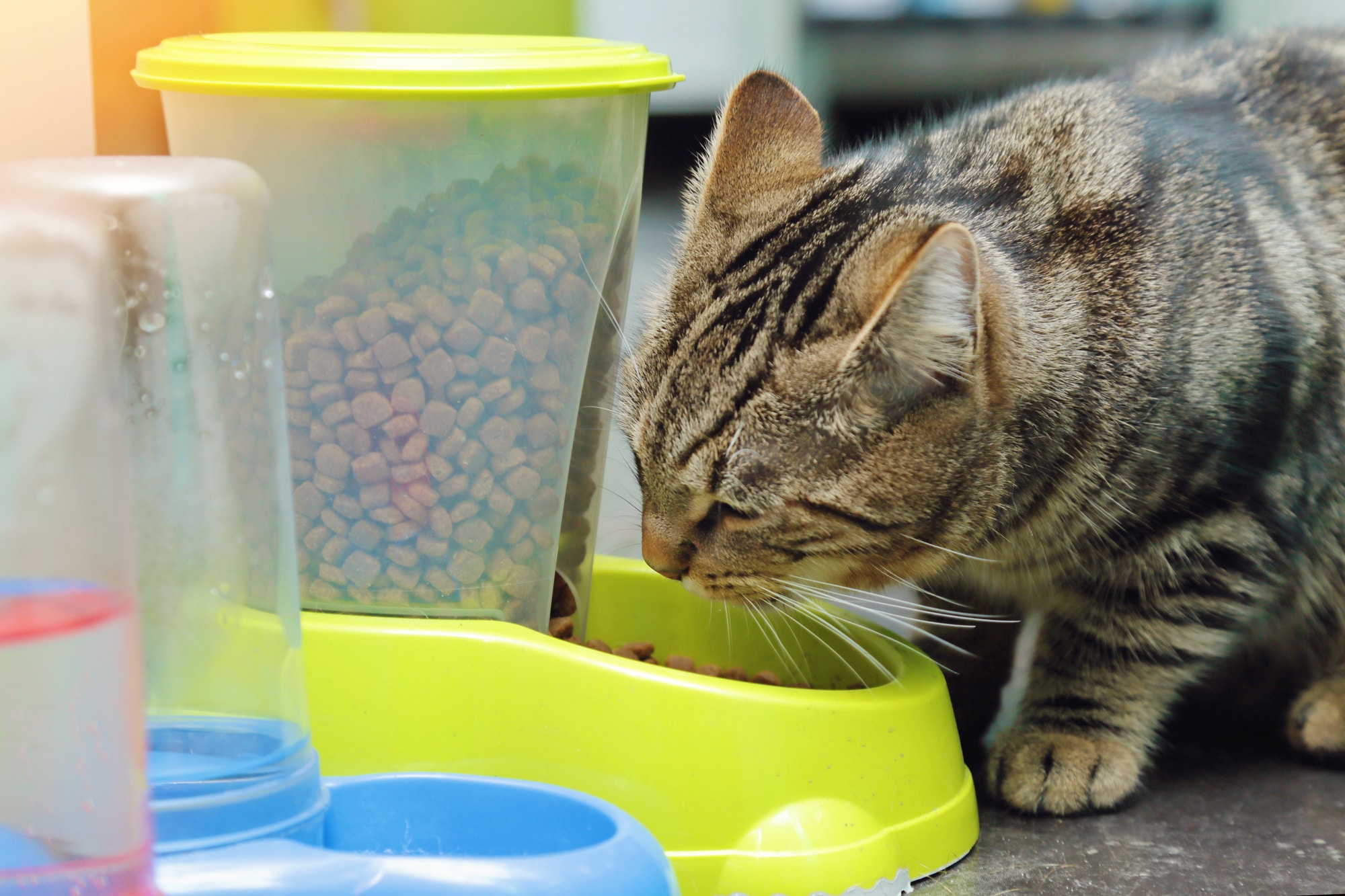 The Best Automatic Cat Food Dispensers in 2021 Pet Territory