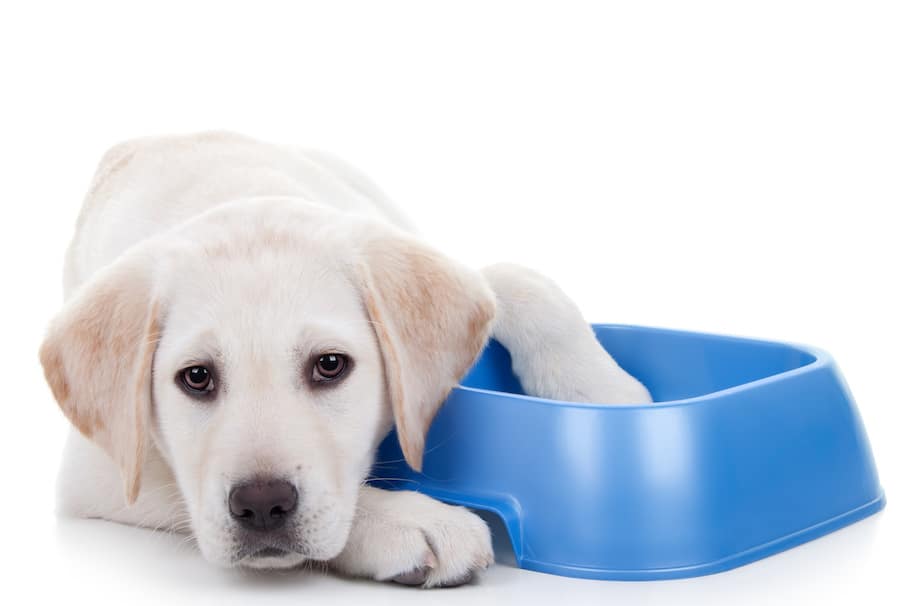 10 Best Dog Food for Labs Options in 2021 Pet Territory