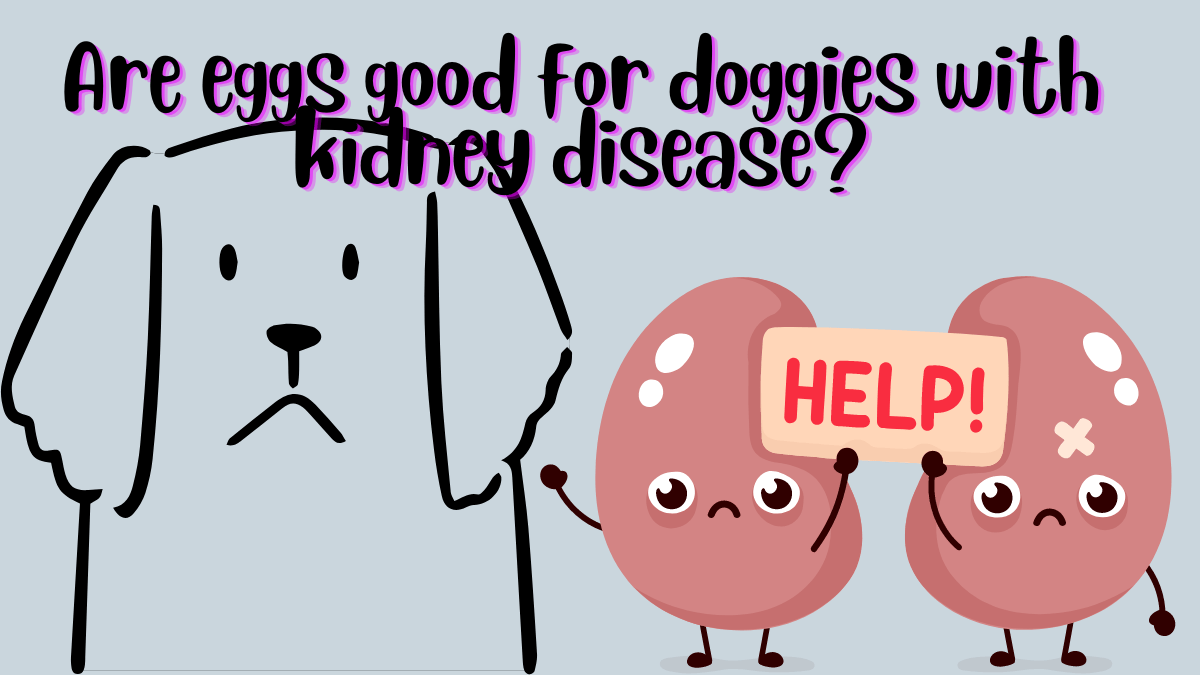 Eggspert Opinion Are Eggs good for dogs? Pet Things Drill