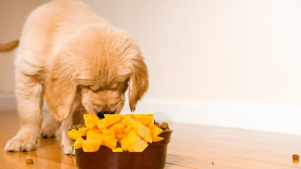 Can dogs eat Mango? Here is what you need to know! Pet Things Drill