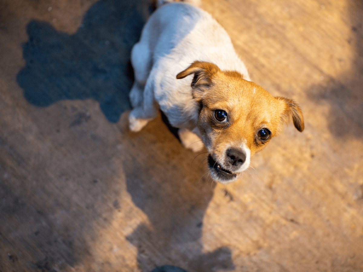 Why does my dog kick his back legs? Pet Things Drill