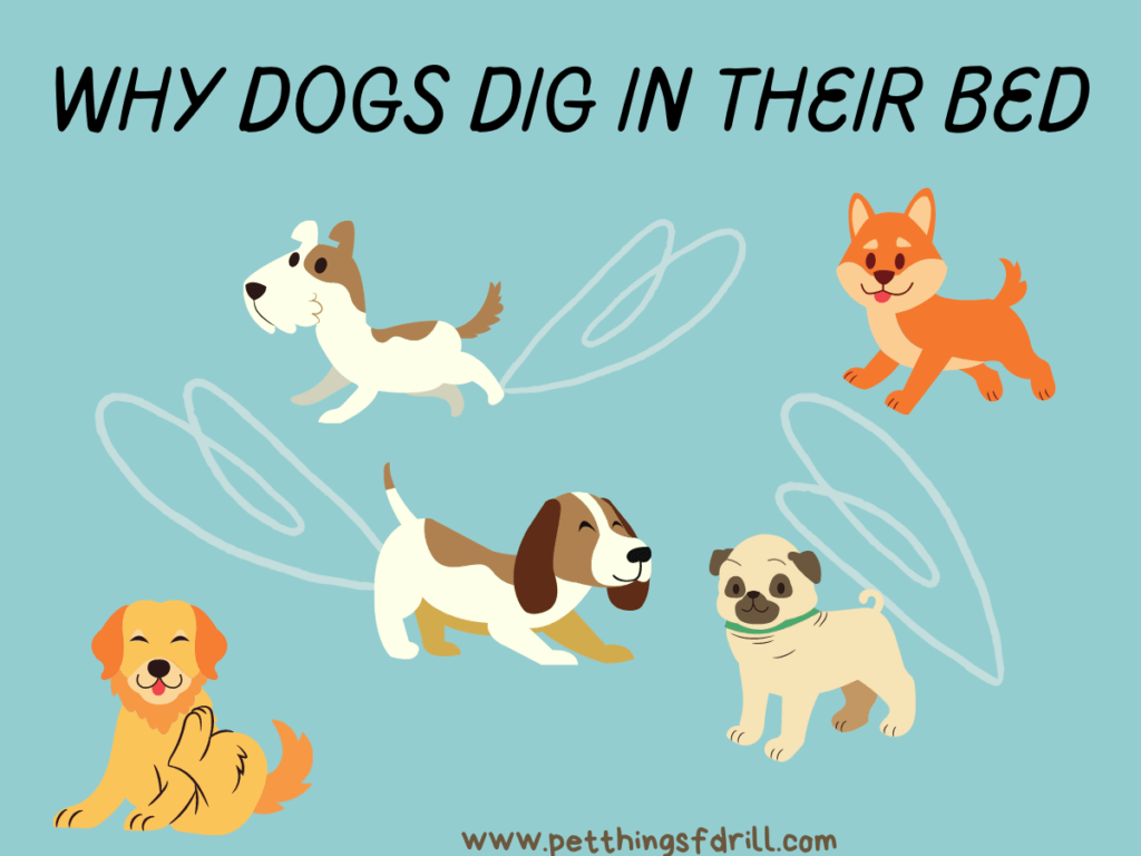 7 reasons why dogs dig in their bed Pet Things Drill