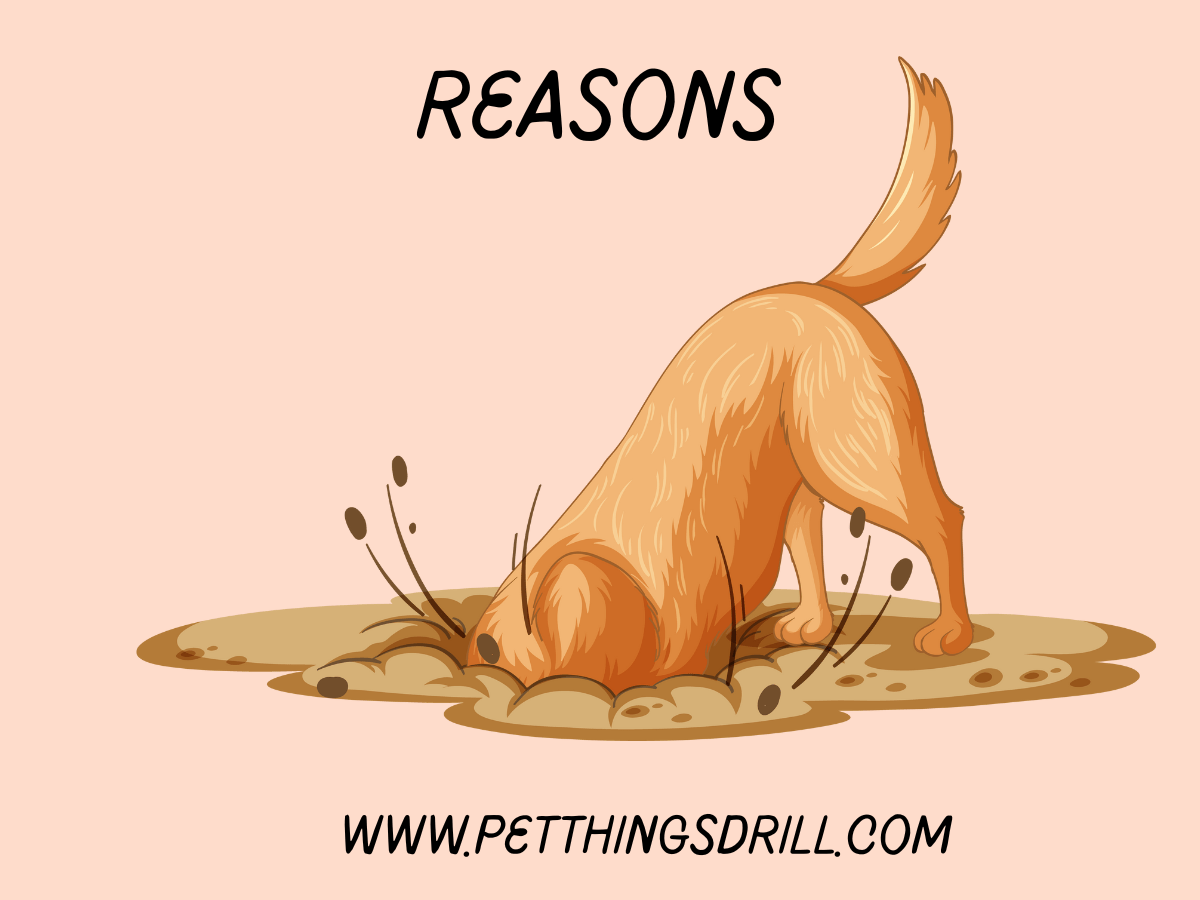 7 reasons why dogs dig in their bed Pet Things Drill