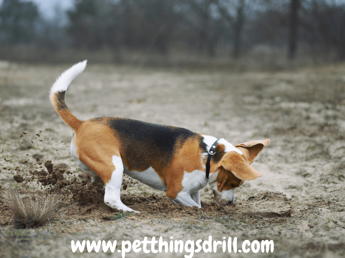 7 reasons why dogs dig in their bed Pet Things Drill