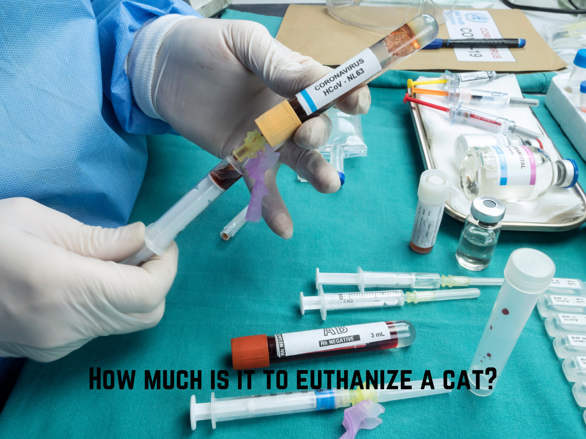How Much is it to Euthanize a Cat? Pet Things Drill