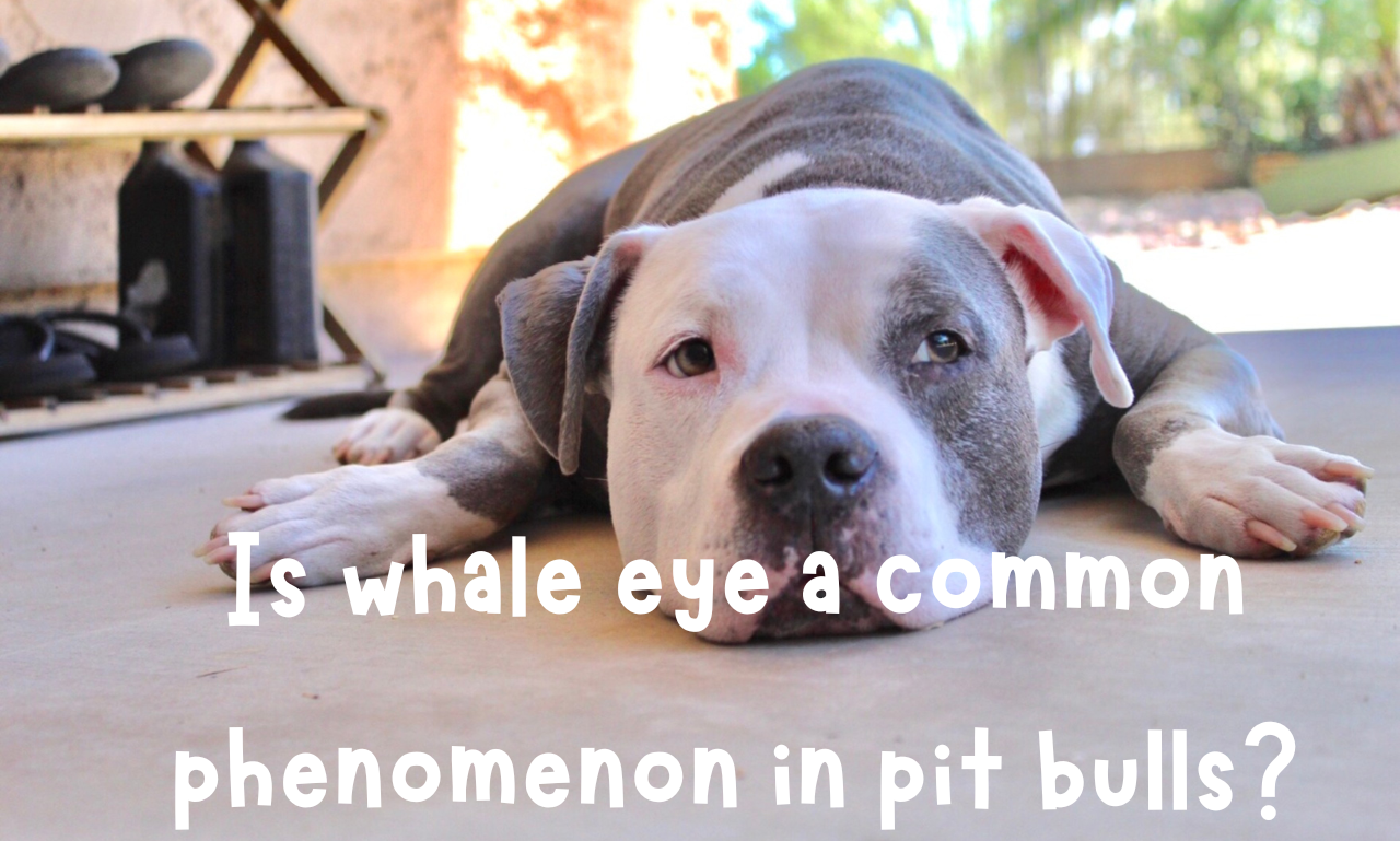 What is dog whale eye Signs and Causes? Pet Things Drill