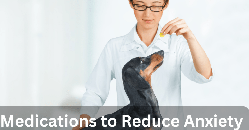 An ultimate guide to social anxiety in dogs Pet Things Drill