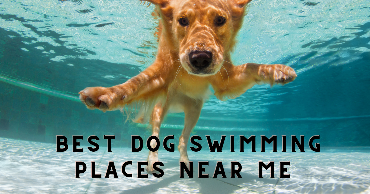 Best dog swimming places near me? Exploring DogFriendly Swim Spots in