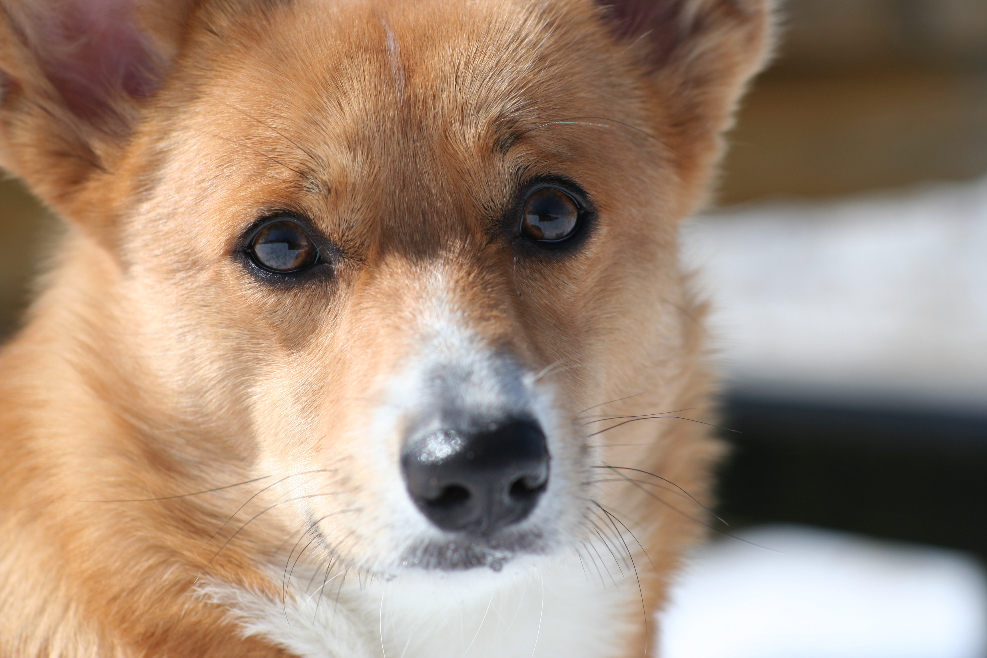 【愛犬のきもちを知ろう】愛犬がずっと見つめてくるのはなぜ？ ペットタイムズ