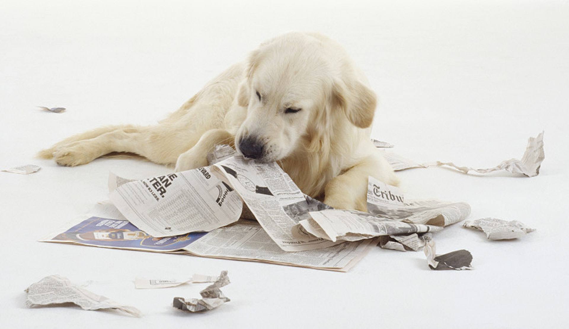 How to Stop a Dog from Chewing? Pet Tips and Tricks