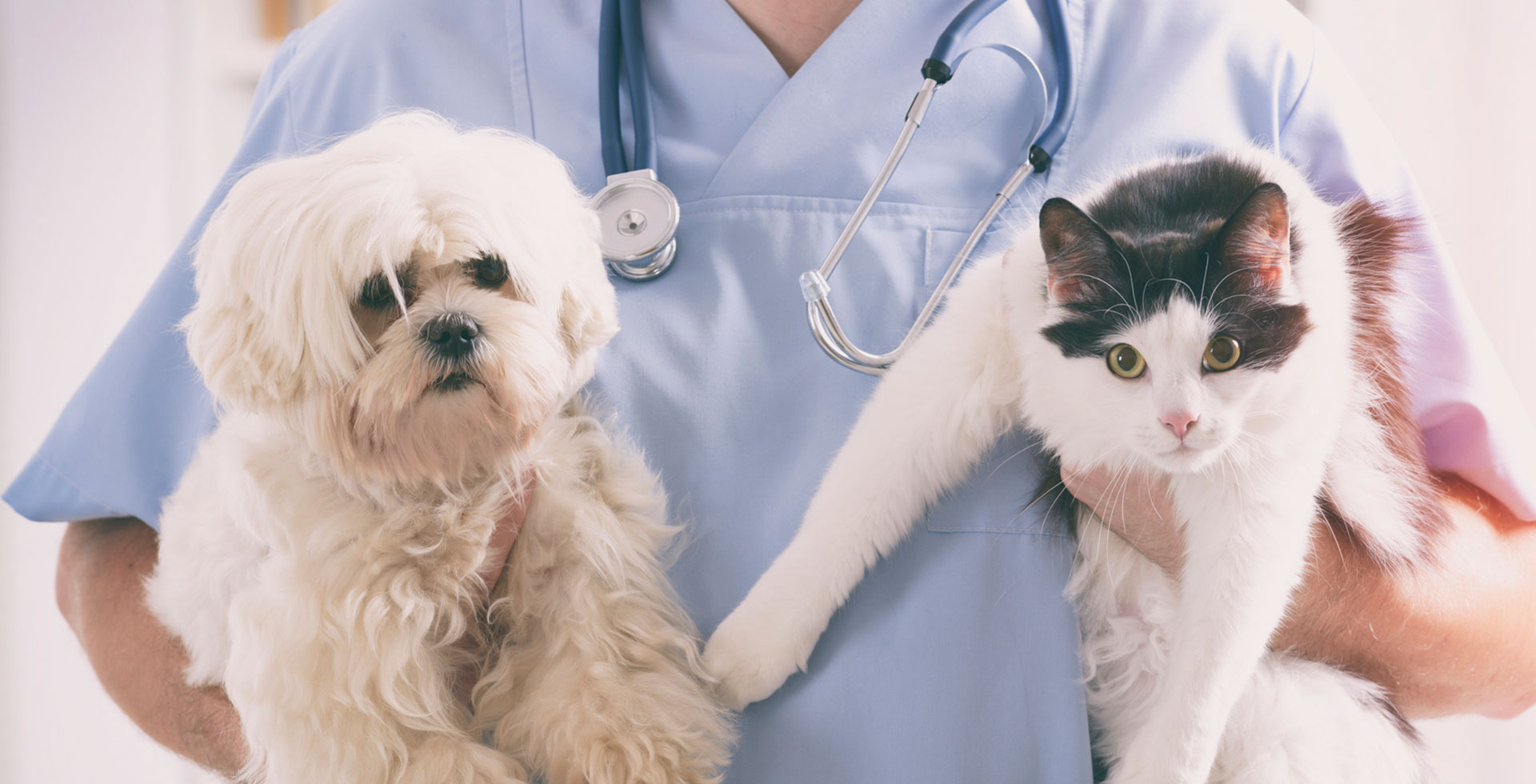 Pet Healthcare Insurance Pet Tips And Tricks