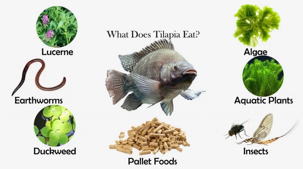 What Do Fish Eat? Pet Tips And Tricks