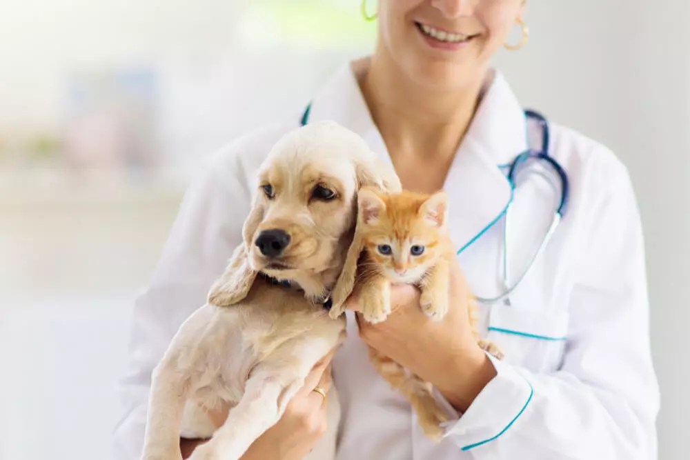 Common Pet Health Issues And How An Animal Hospital In Winnipeg Can