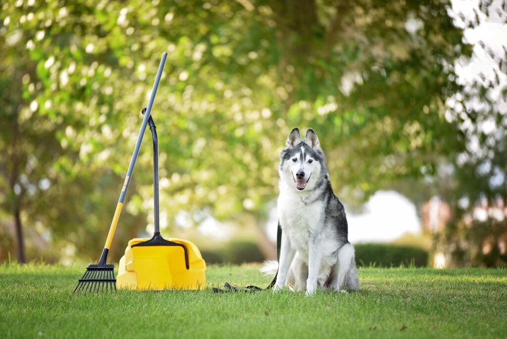 How Hiring A Dog Poop Scooper Service Improves Your Quality Of Life